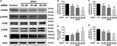 Stimulatory Role of SPAK Signaling in the Regulation of Large Conductance Ca2+-Activated Potassium (BK) Channel Protein Expression in Kidney